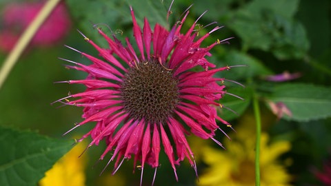 Eine Blüte der Goldmelisse (Monarda didyma).