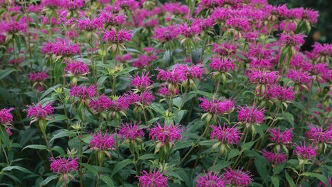 Die Indianernessel Monarda didyma beebalm mit Blüten
