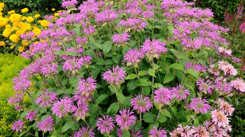 Monarde oder auch Indianernessel der Sorte "Prairie Night" mit tollen lila Blüten.