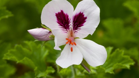 Die weiße Blüte einer Duftpelargonie
