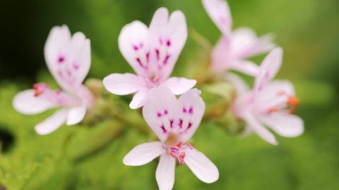 Rosa Blüten einer Duftpelargonie