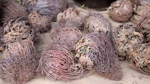 Mehrere vertrocknete Pflanzenknäuel, die Unechten Rosen von Jericho, liegen auf Sand. So sehen sie beim Kaufen aus.
