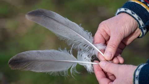 Federn von Wildvögeln im Wald und auf Wiesen zu sammeln ist verboten. Grund dafür ist der Artenschutz.
