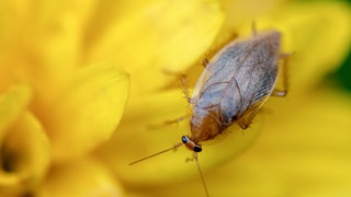 Bernstein-Waldschabe (Ectobius vittiventris) auf einer gelben Blume.