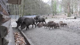 Wildschwein-Familie