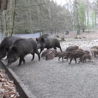 Wildschwein-Familie