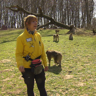 Rangerin Dominique Leute füttert Affen im Tierpark Affenberg.