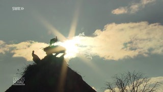 Affenberg – Die Storchenkolonie