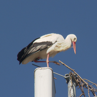 Storch sitzt auf Funkmast