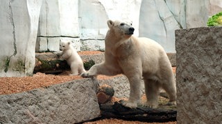 Das Eisbär-Baby und Mama Nuka erkunden das Außengelände im Karlsruher Zoo.
