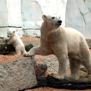 Das Eisbär-Baby und Mama Nuka erkunden das Außengelände im Karlsruher Zoo.