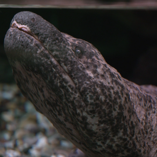 Riesensalamander im Wasser