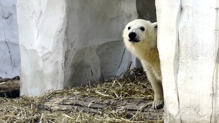 Eisbär Mika im Karlsruher Zoo