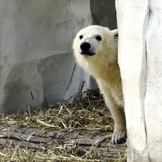 Eisbär Mika im Karlsruher Zoo