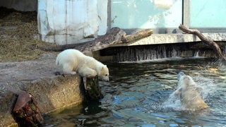 Eisbär-Baby Mika steht am Rand des Wasserbeckens im Karlsruher Zoo. Seine Mutter Nuka ist im Wasser und schüttelt sich.