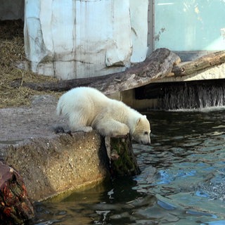 Eisbär-Baby Mika steht am Rand des Wasserbeckens im Karlsruher Zoo. Seine Mutter Nuka ist im Wasser und schüttelt sich.