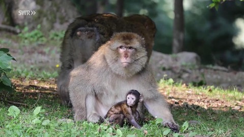 Affe und Affennachwuchs