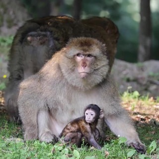 Affe und Affennachwuchs