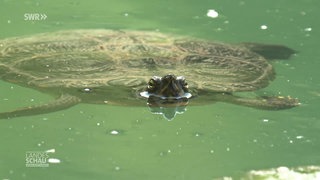 Eine Schildkröte schwimmt im Wasser
