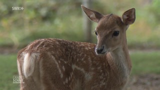 Das Hirsch-Kalb Bambi in der Stuttgarter Wilhelma