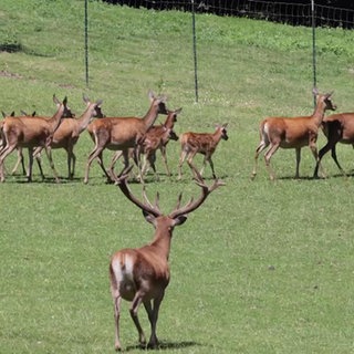 Neue Bambis im Waldseer Wildgehege