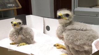 Zwei Mäusebussard-Küken