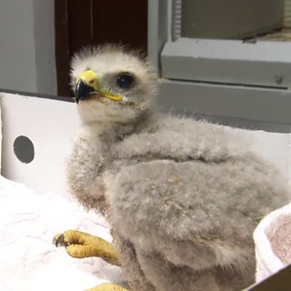 Zwei Mäusebussard-Küken