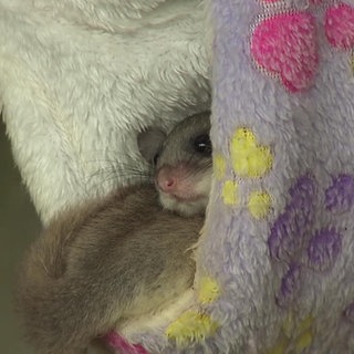 Siebenschläfer in einer Kuscheldecke
