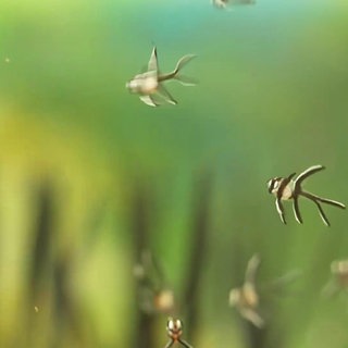 Banggai-Kardinalbarsche