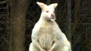 Albino-Wallaby lebt beim Bahnhof Eyach