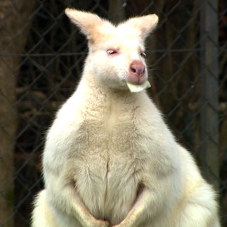 Albino-Wallaby lebt beim Bahnhof Eyach