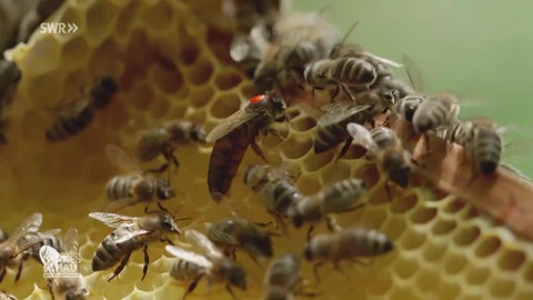 So geht Bienenwandern in Todtnau