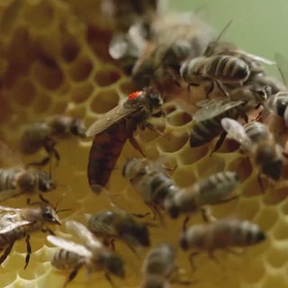 So geht Bienenwandern in Todtnau