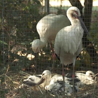 Eine Storchenfamilie