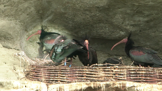 Waldrapp-Vögel in ihrem Nest