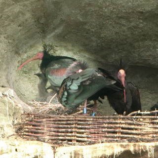 Waldrapp-Vögel in ihrem Nest