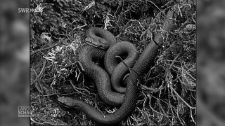 Retrobild von zwei Kreuzottern