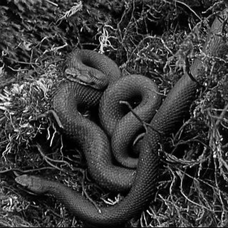 Retrobild von zwei Kreuzottern