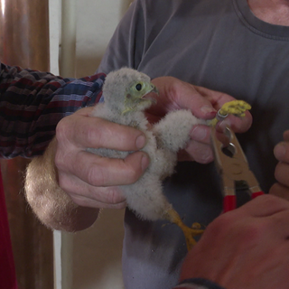 Turmfalkenküken wird beringt