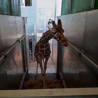 Zoo-Docs: Mika und Giraffen-Baby Mugambi