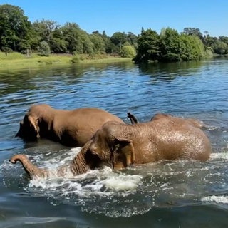 Tiere bei Hitze: Elefanten plantschen im Wasser