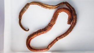 Borstenwurm