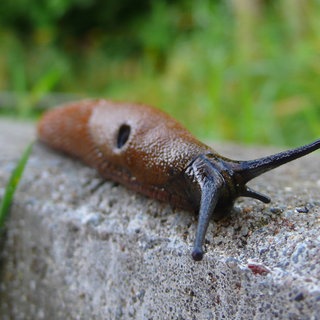 Symbolbild: Spanische Wegschnecke