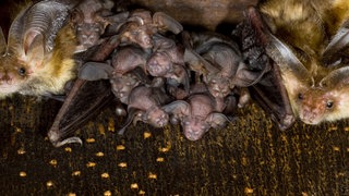 Braune Langohrfledermaus, Grossohr (Plecotus auritus), junge Fledermaeuse zwischen alten. Archivfoto.
