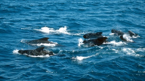Gewoehnlicher Grindwal, Langflossen-Grindwal, Pilotwal (Globicephala melas, Globicephala melaena), wandernde Gruppe von acht Tiere zu sehen, Norwegen