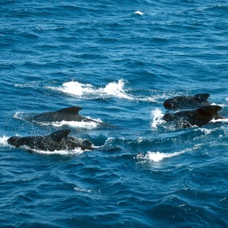Gewoehnlicher Grindwal, Langflossen-Grindwal, Pilotwal (Globicephala melas, Globicephala melaena), wandernde Gruppe von acht Tiere zu sehen, Norwegen