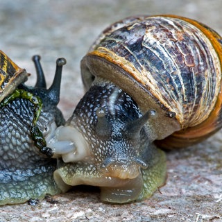 Zwei paarende Gartenschnecken