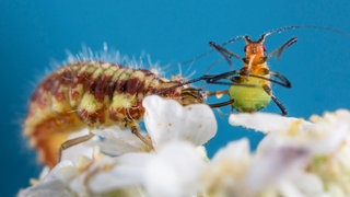 Eine Florfliege frisst eine erbeutete Blattlaus: Nützlinge wie Schlupfwespen oder Fadenwürmer erobern sich auch in der industriellen Landwirtschaft einen Platz als biologische Alternative zu chemisch-synthetischen Spritzmitteln.