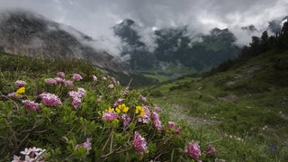 Blumen vor einem Bergpanorama in Liechtenstein