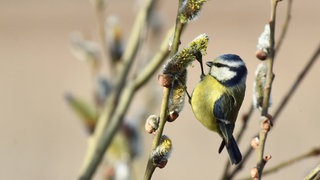 Blaumeise an blühender Weide: Haben Vögel im Frühling mehr Hunger als im Winter?
